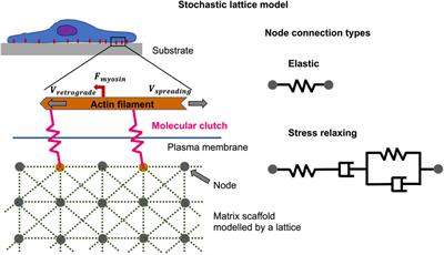 Viscoelasticity Acts as a Marker for Tumor Extracellular Matrix Characteristics